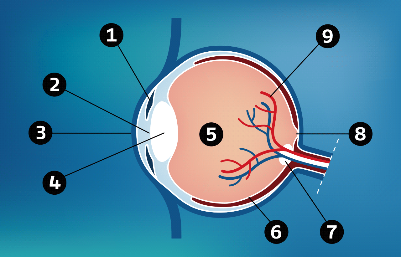 Auge Aufbau